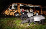 Singapore Night Safari tour